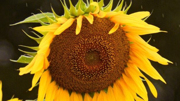 Foto von Magdalene L.